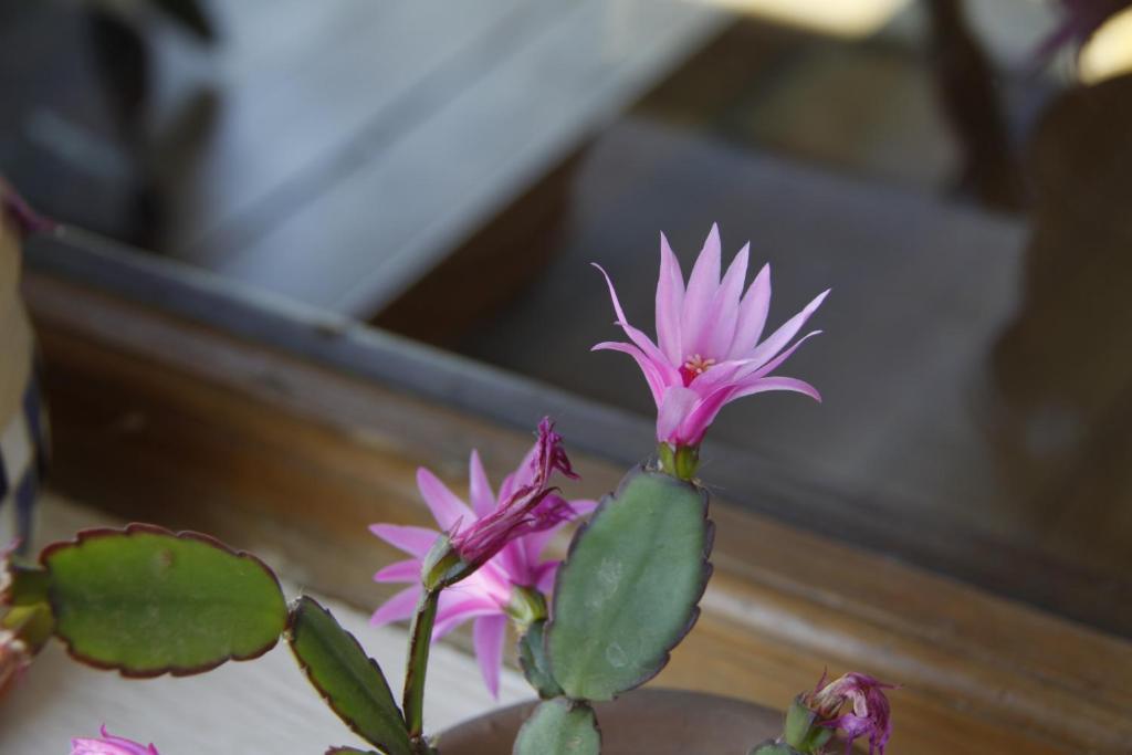La Demorada Bed & Breakfast San Antonio de Areco Dış mekan fotoğraf